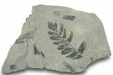 Pennsylvanian Fossil Plant Association - Kentucky #252394-1
